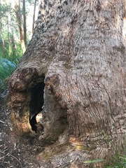 Eucalyptus jacksonii
