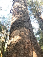 Eucalyptus jacksonii