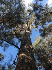 Eucalyptus jacksonii
