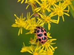 Coleomegilla maculata