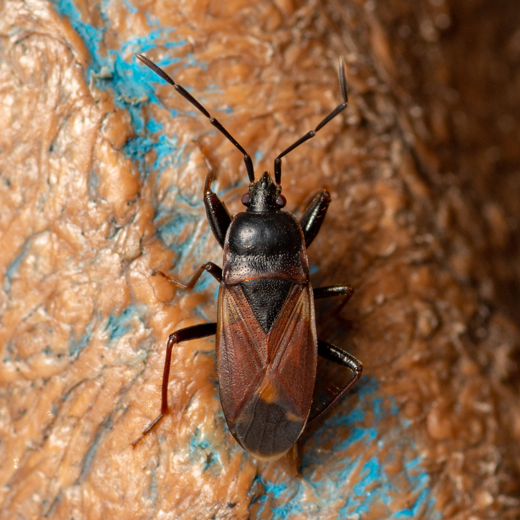Eremocoris depressus