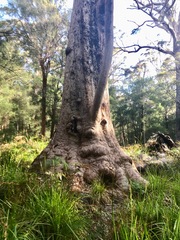Eucalyptus jacksonii
