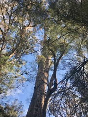 Eucalyptus jacksonii