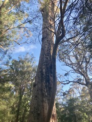 Eucalyptus jacksonii