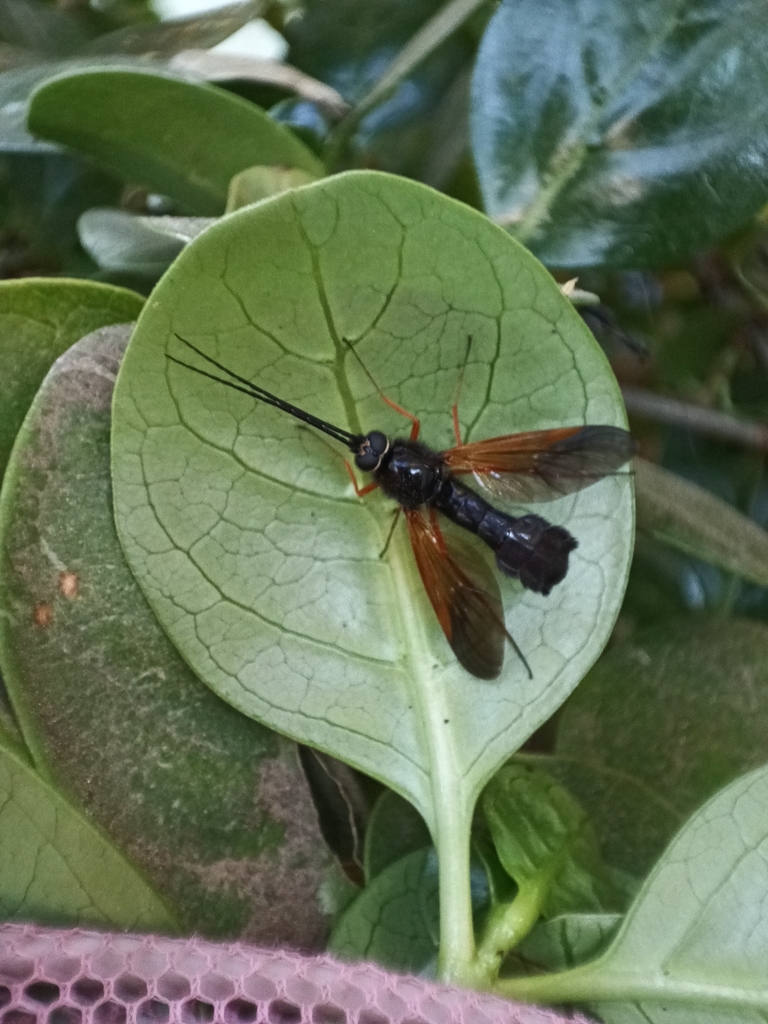 Anisopodinae