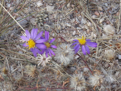 Image of Machaeranthera tagetina by (c) Eliseo D Moreno, some rights reserved (CC BY-SA)