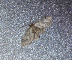 Idaea pervertipennis