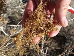 Cuscuta psorothamnensis