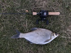 Wuchang Bream photo 2