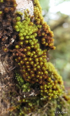 Macromitrium piliferum