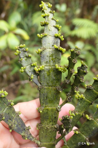 Korthalsella latissima