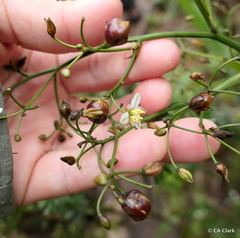 Dianella sandwicensis