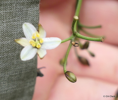 Dianella sandwicensis