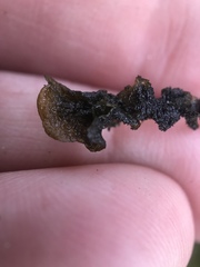 Collema nigrescens