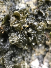 Collema nigrescens