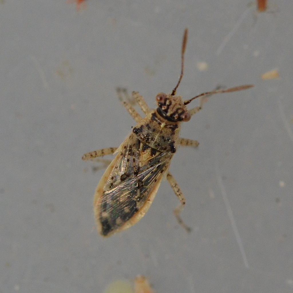 Brachycarenus tigrinus