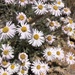 Erigeron pumilus intermedius - Photo (c) Payton Lott, some rights reserved (CC BY-NC), uploaded by Payton Lott