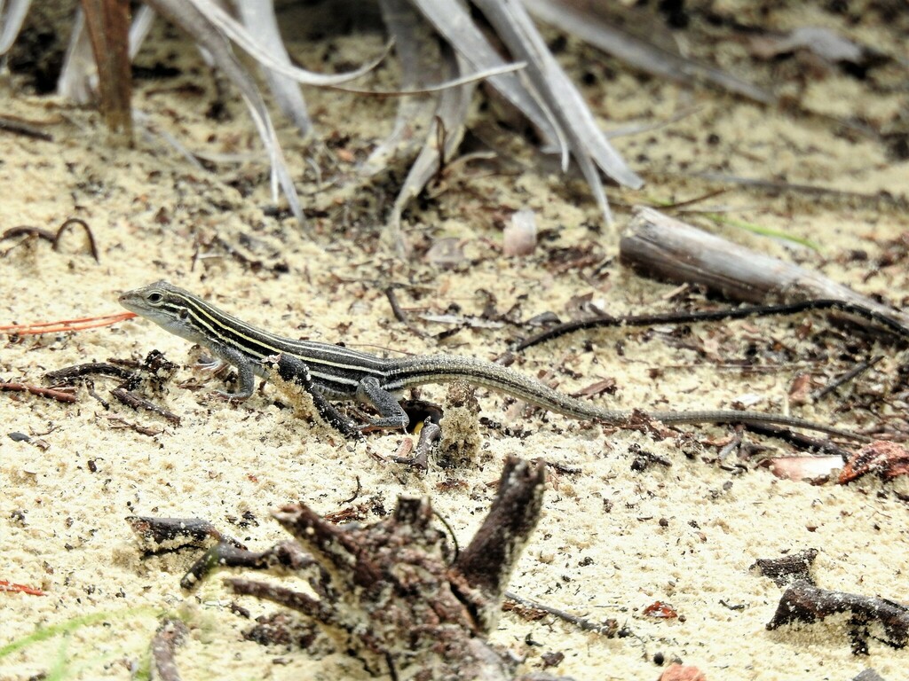 Six-lined Racerunner from High Ridge Scrub Natural Area 7300 High Ridge ...