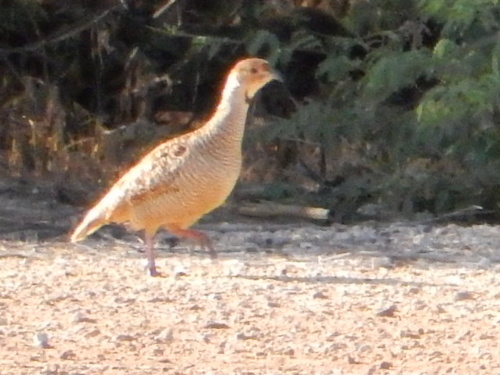 Francolinus francolinus observed 2023-06-13