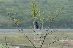 Edolisoma tenuirostre