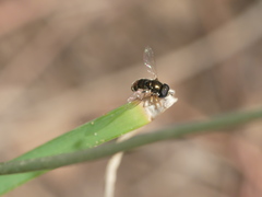 Allium litardierei image