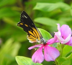 Belenois java