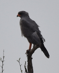Melierax metabates