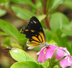 Belenois java