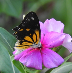 Belenois java