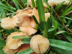 Media resource of Marasmius oreades