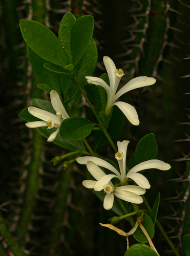 Turraea obtusifolia image