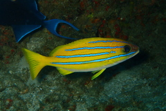 Lutjanus bengalensis