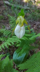 Cypripedium acaule image