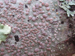 Lecanora subpallens