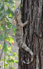Varanus albigularis