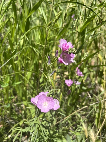 owens valley checkerbloom (Sidalcea covillei)