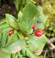 Vaccinium calycinum
