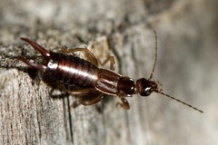 Nesogaster halli