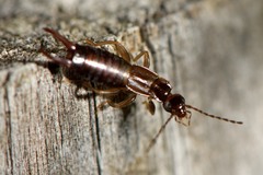 Nesogaster halli