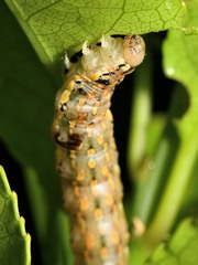 Austramathes purpurea