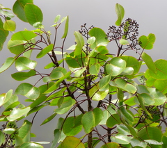 Cheirodendron platyphyllum