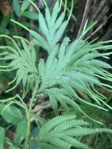 Selaginella plana