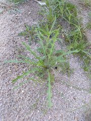 Streptanthus longirostris