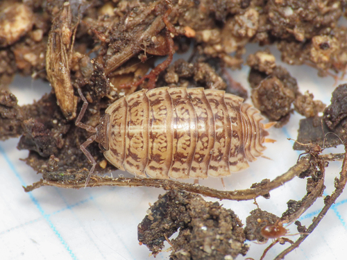 Trachelipus razzautii