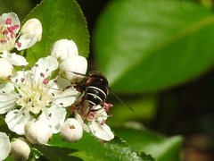Eristalis cryptarum