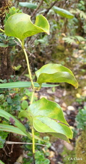 Smilax melastomifolia