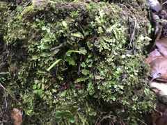 Targionia hypophylla