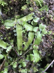 Targionia hypophylla
