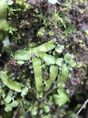 Targionia hypophylla