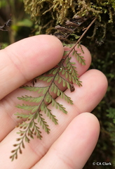 Adenophorus tamariscinus